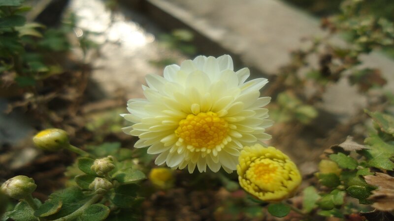 White Chrysanthemum Flower — Yellow