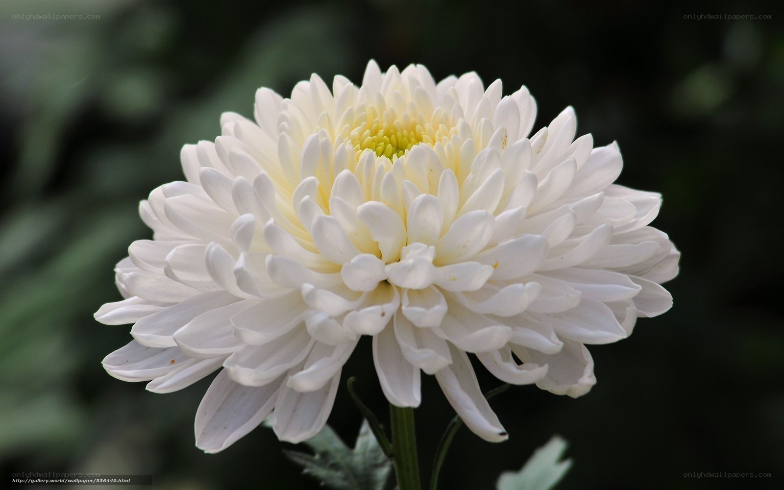 White chrysanthemum flower