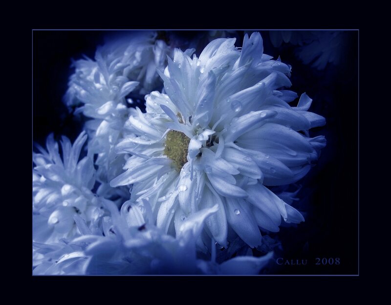 White Chrysanthemum Flowers — Blue