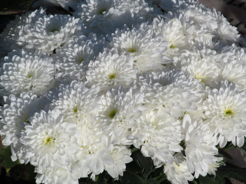White Chrysanthemum Flowers — Calm, Afternoon, Photograph, Leaves