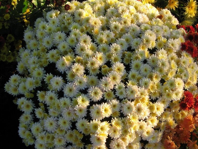 White Chrysanthemum Flowers — Calm, Afternoon, Photograph, Yellow Flowers
