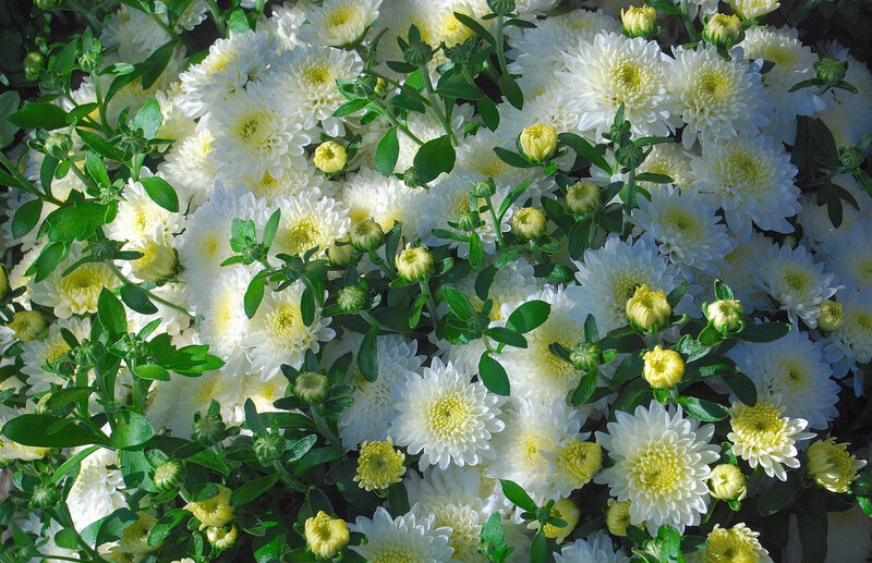 White Chrysanthemum Flowers — Calm, Afternoon