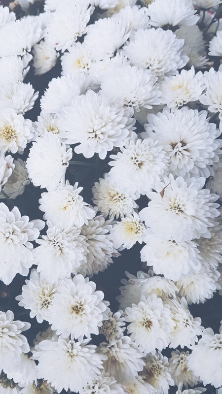White Chrysanthemum Flowers — Calm, Photograph, Bloom