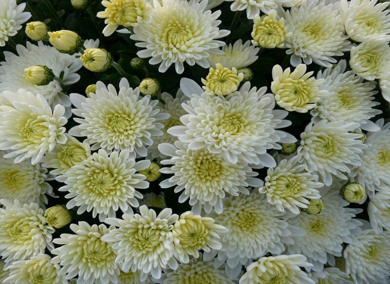 White Chrysanthemum Flowers — Calm, Photograph, Buds
