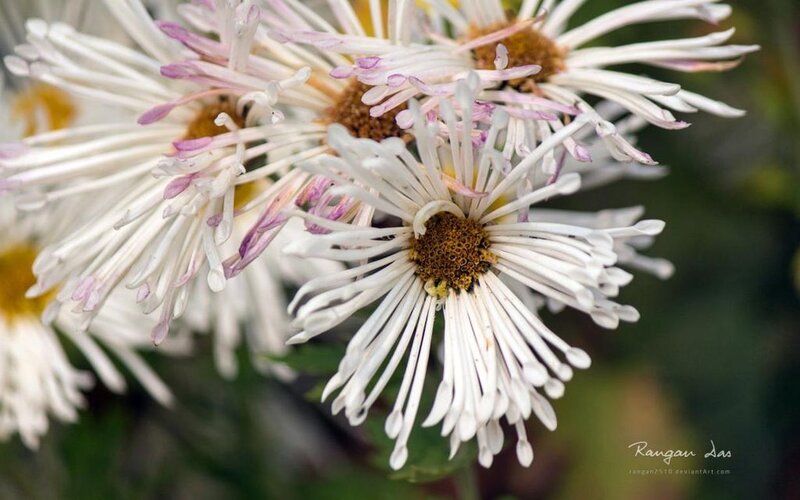 White Chrysanthemum Flowers — Calm, Photograph, Flower