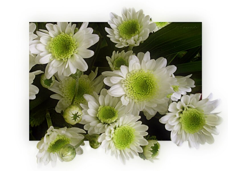 White Chrysanthemum Flowers — Calm, Photograph, Green Centers, Leaves