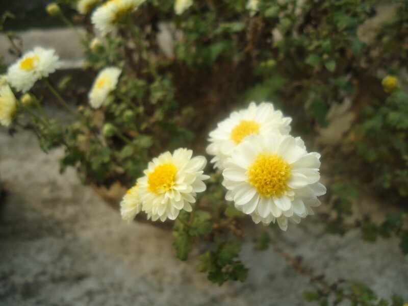 White Chrysanthemum Flowers — Calm, Photograph, Green Leaves, Buds