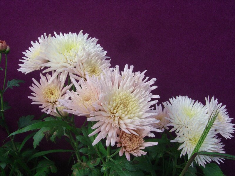 White Chrysanthemum Flowers — Calm, Photograph, Green Leaves, Purple Background