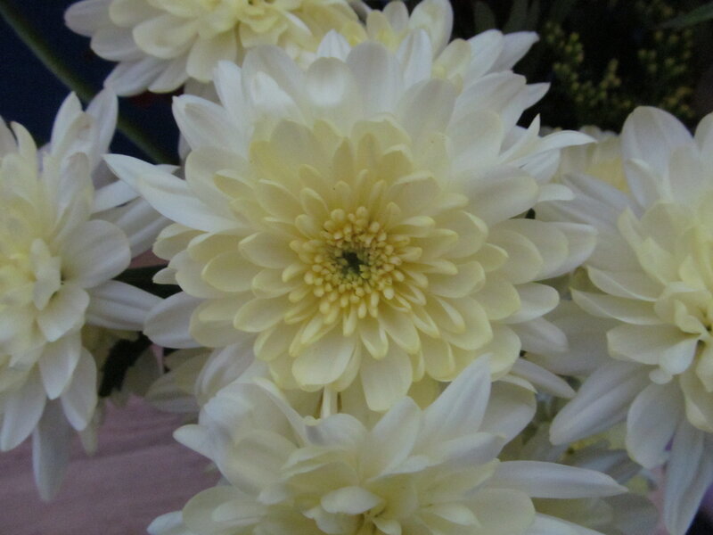 White Chrysanthemum Flowers — Calm, Photograph, Greenery