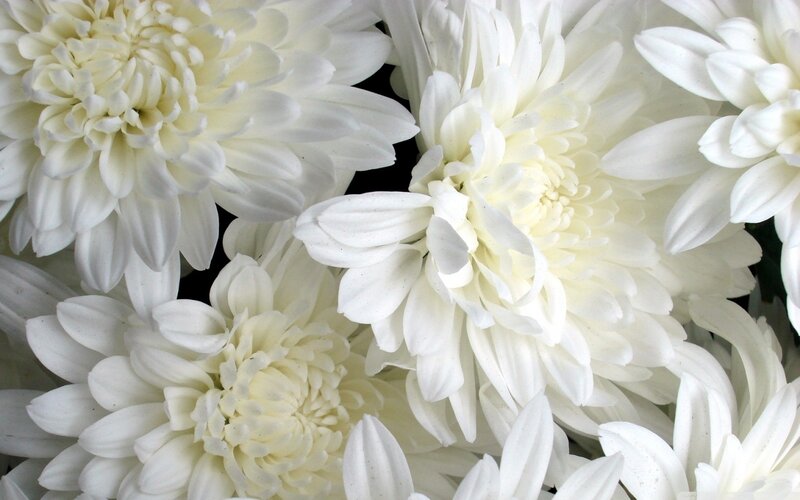 White Chrysanthemum Flowers — Calm, Photograph, Petals