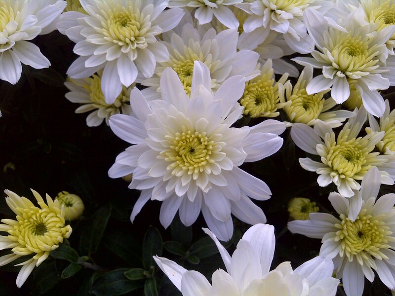 White Chrysanthemum Flowers — Calm, Photograph