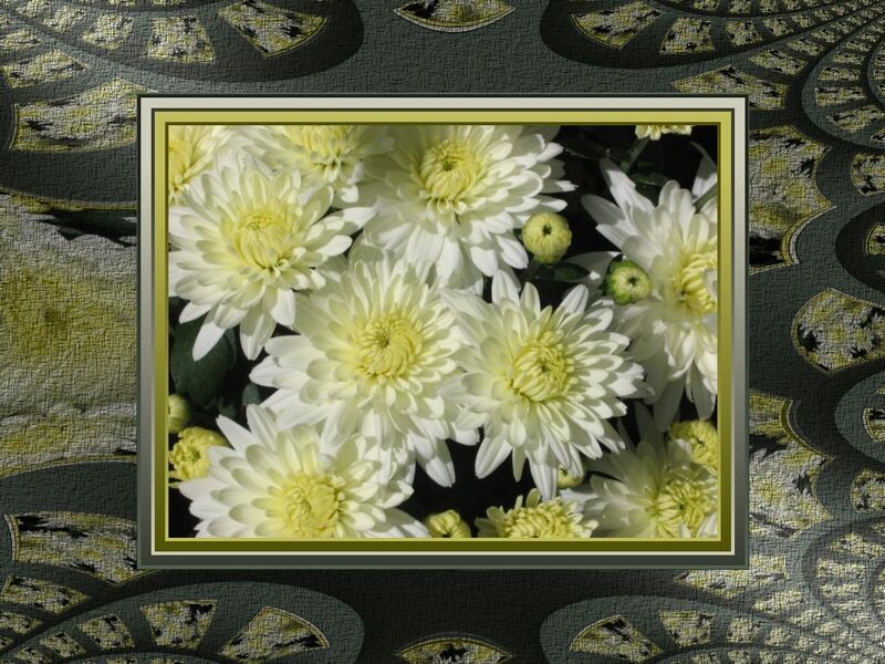 White Chrysanthemum Flowers — Calm