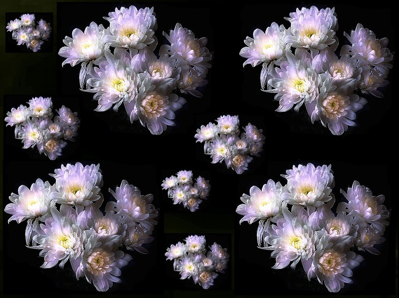 White Chrysanthemum Flowers — Dramatic
