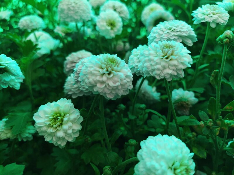 White Chrysanthemum Flowers — Green, Calm