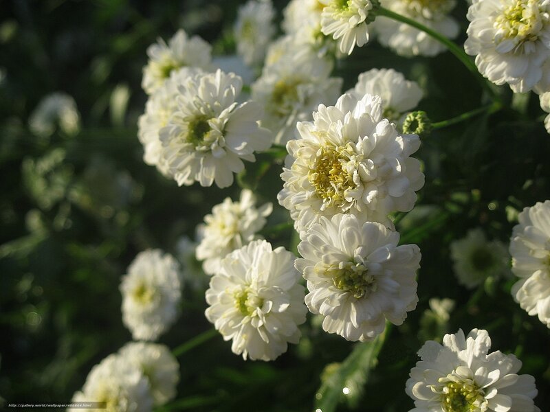 White Chrysanthemum Flowers — Serene, Afternoon, Photograph, Green Stems