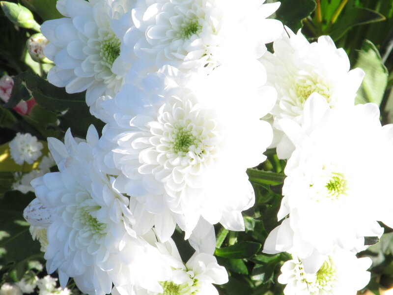 White Chrysanthemum Flowers — Serene, Afternoon