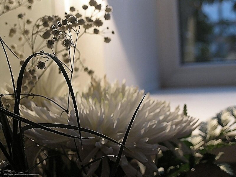 White Chrysanthemum Flowers — Serene, Morning