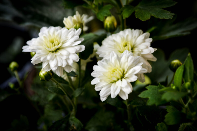 White Chrysanthemum Flowers — Serene, Photograph, Green Leaves