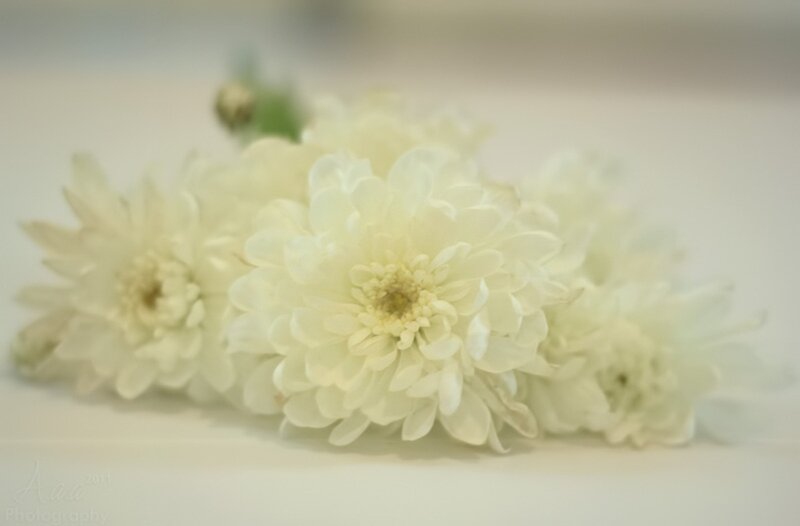 White Chrysanthemum Flowers — Serene, Photograph