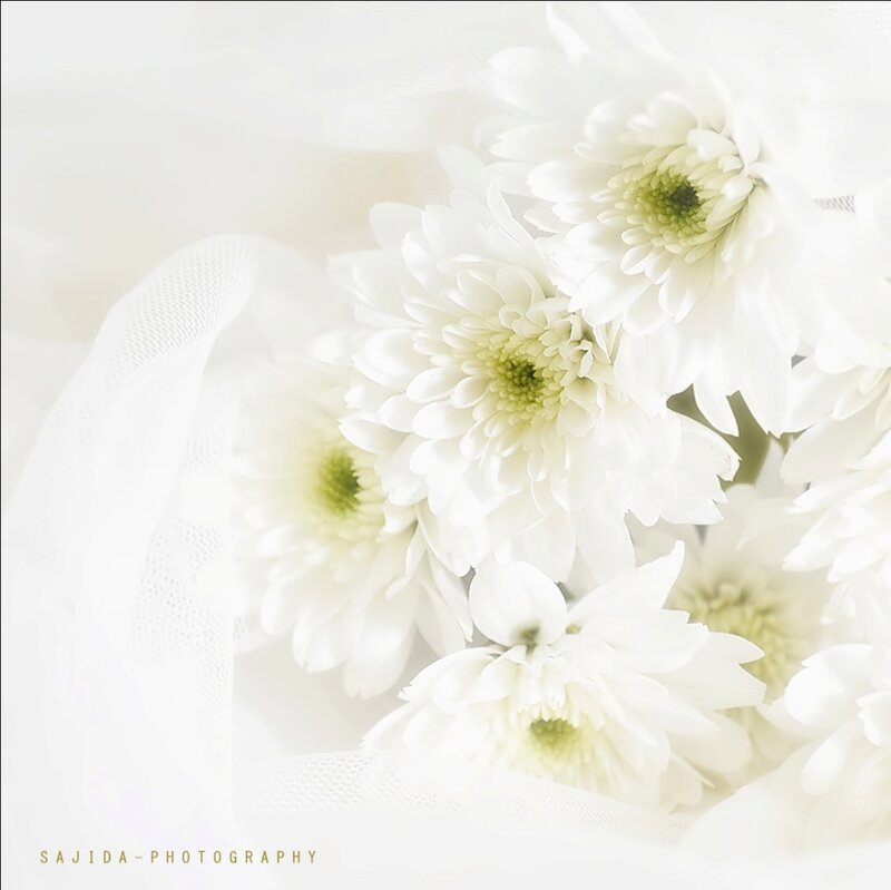White Chrysanthemum Flowers — Serene, Photograph, Tulle Fabric
