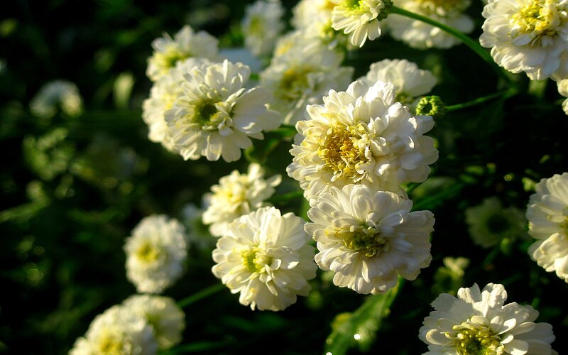 White Chrysanthemum Flowers — Serene