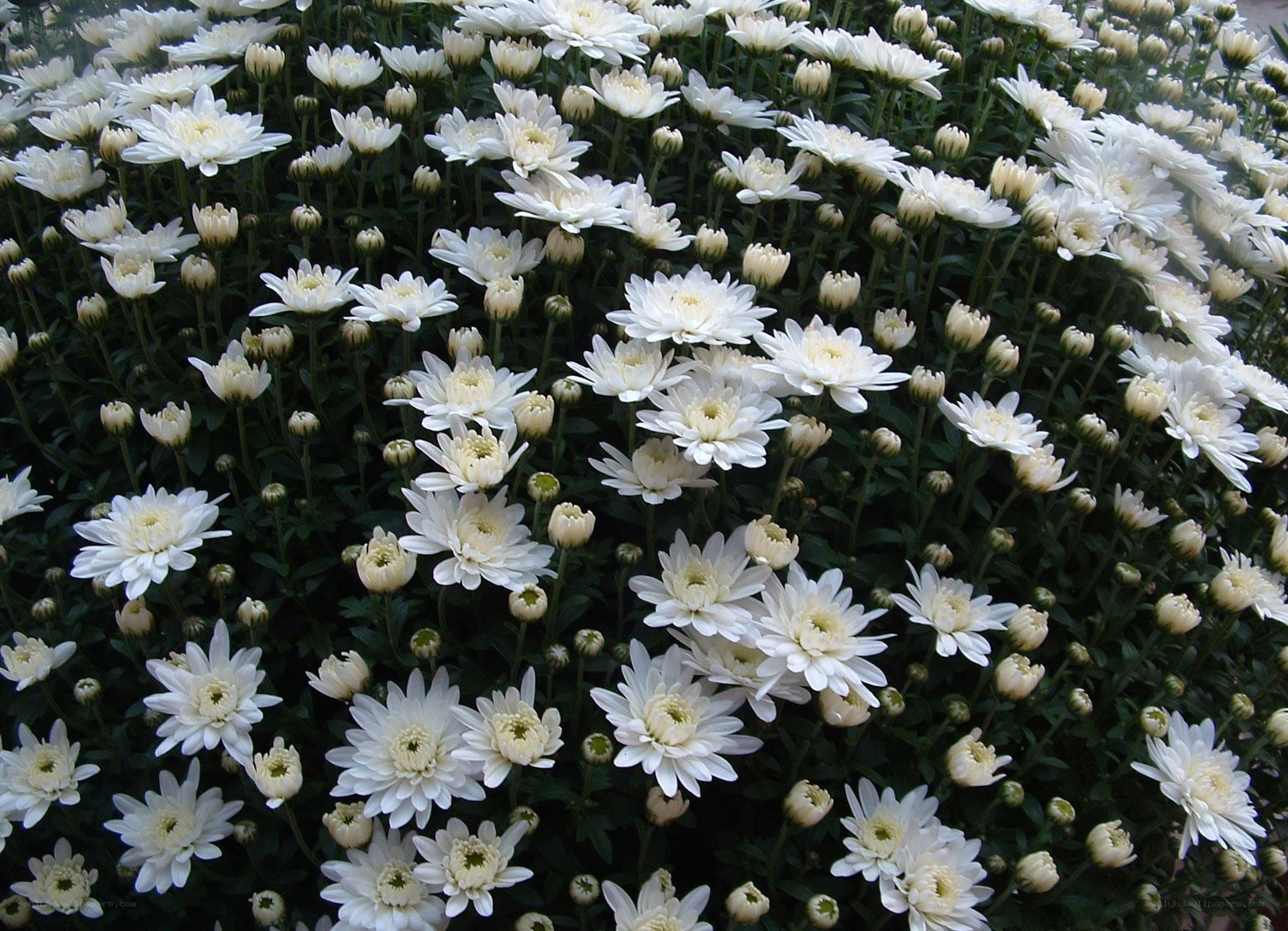 White chrysanthemum flowers