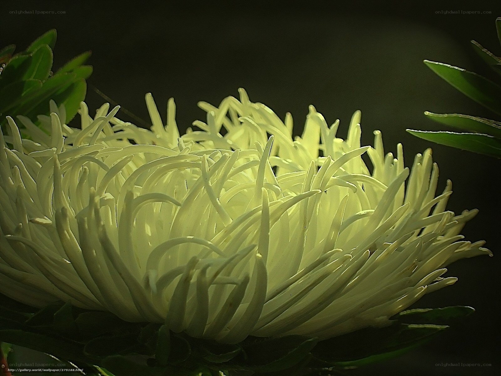 White chrysanthemum in sunlight