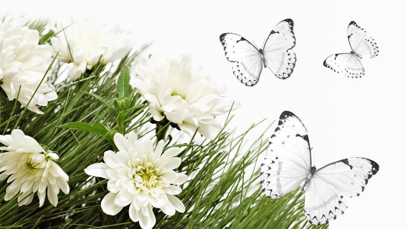 White Chrysanthemums and Butterflies