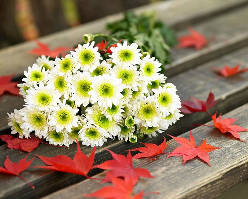 White Chrysanthemums and Leaves