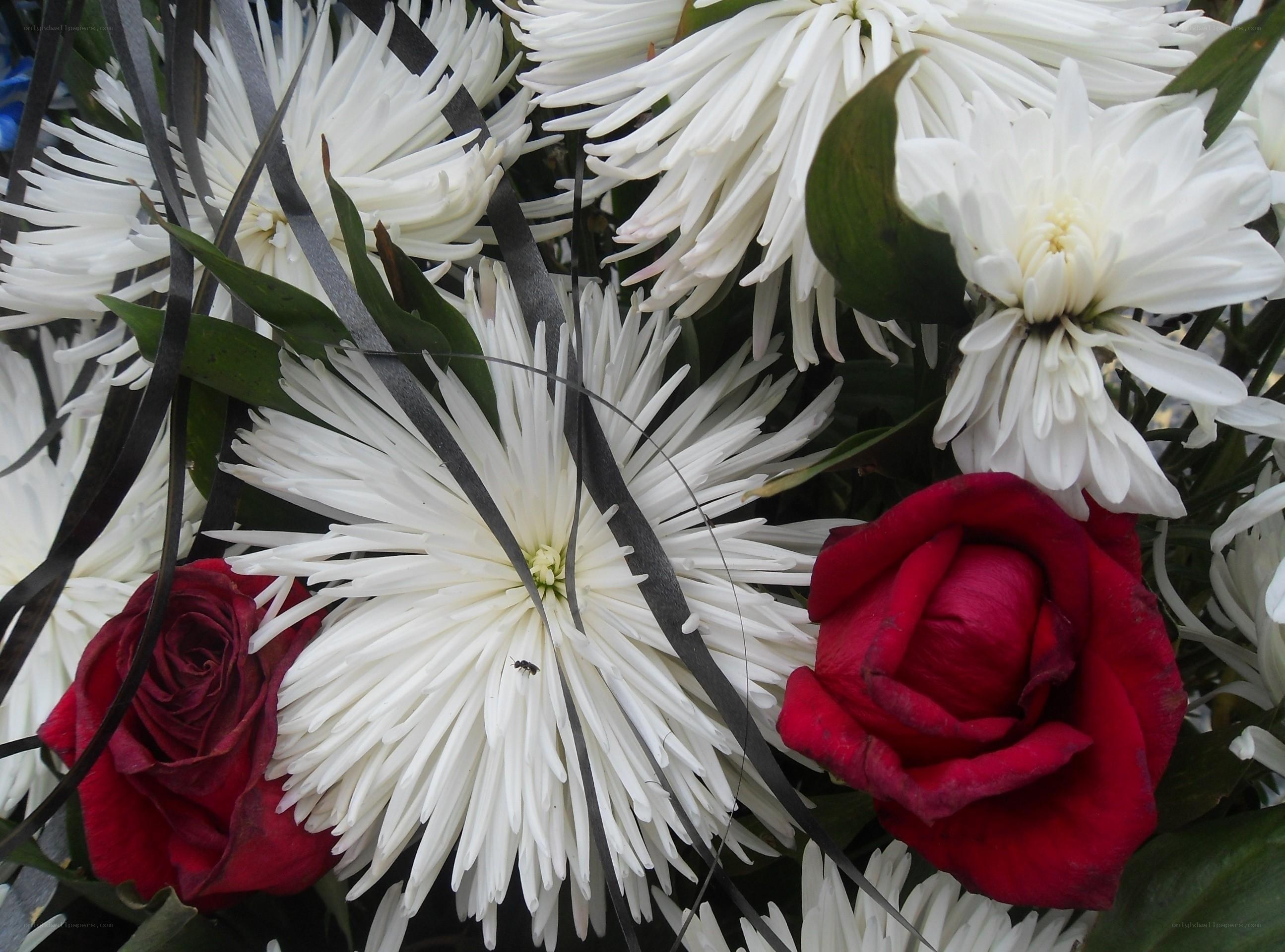 white chrysanthemums and red roses