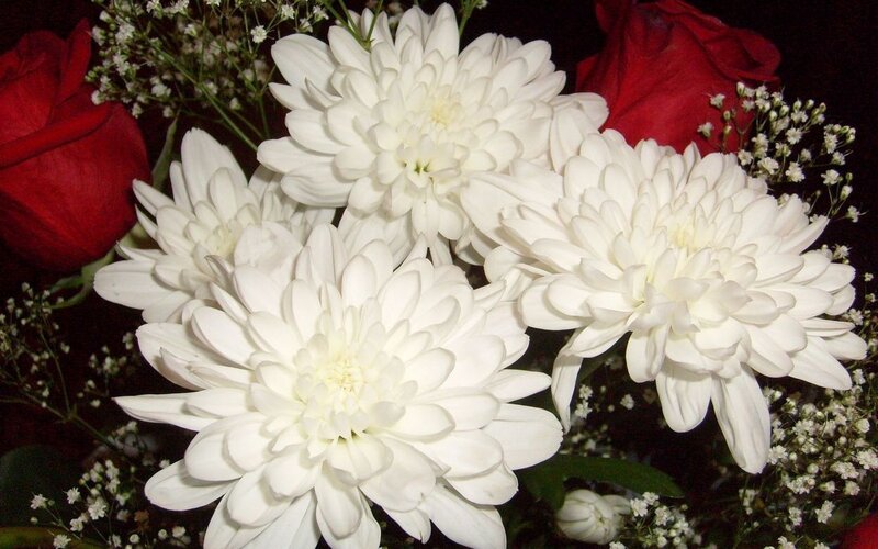 White Chrysanthemums and Roses