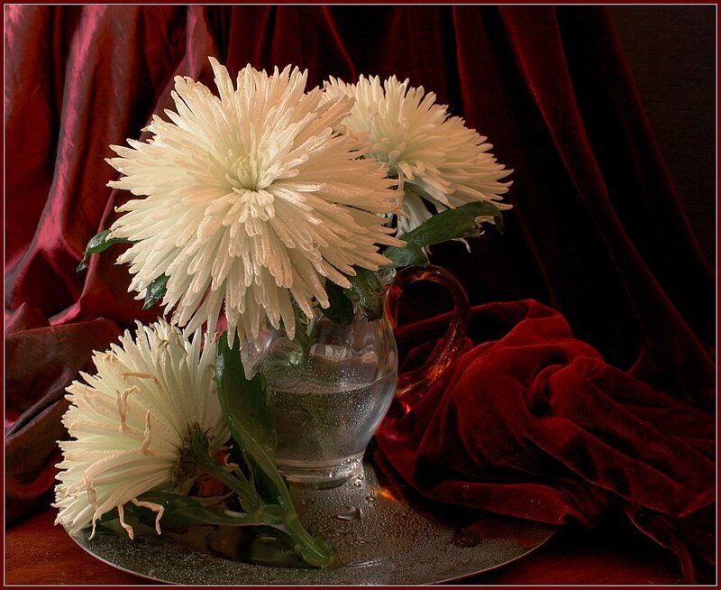 White chrysanthemums in a vase