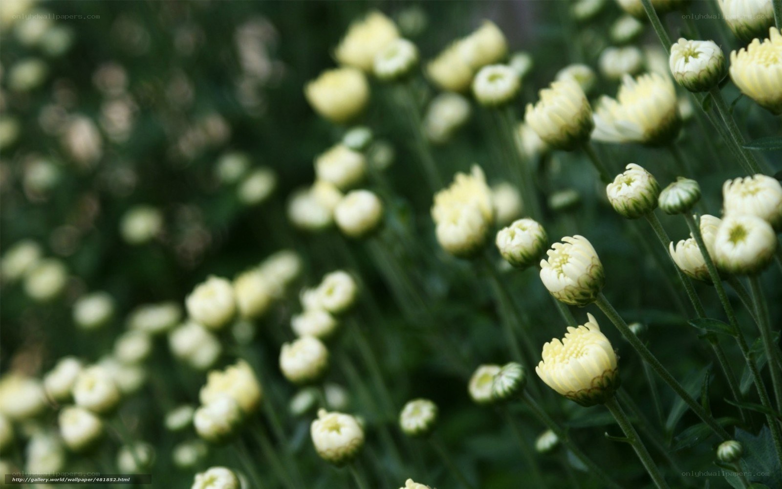 White chrysanthemums in bloom