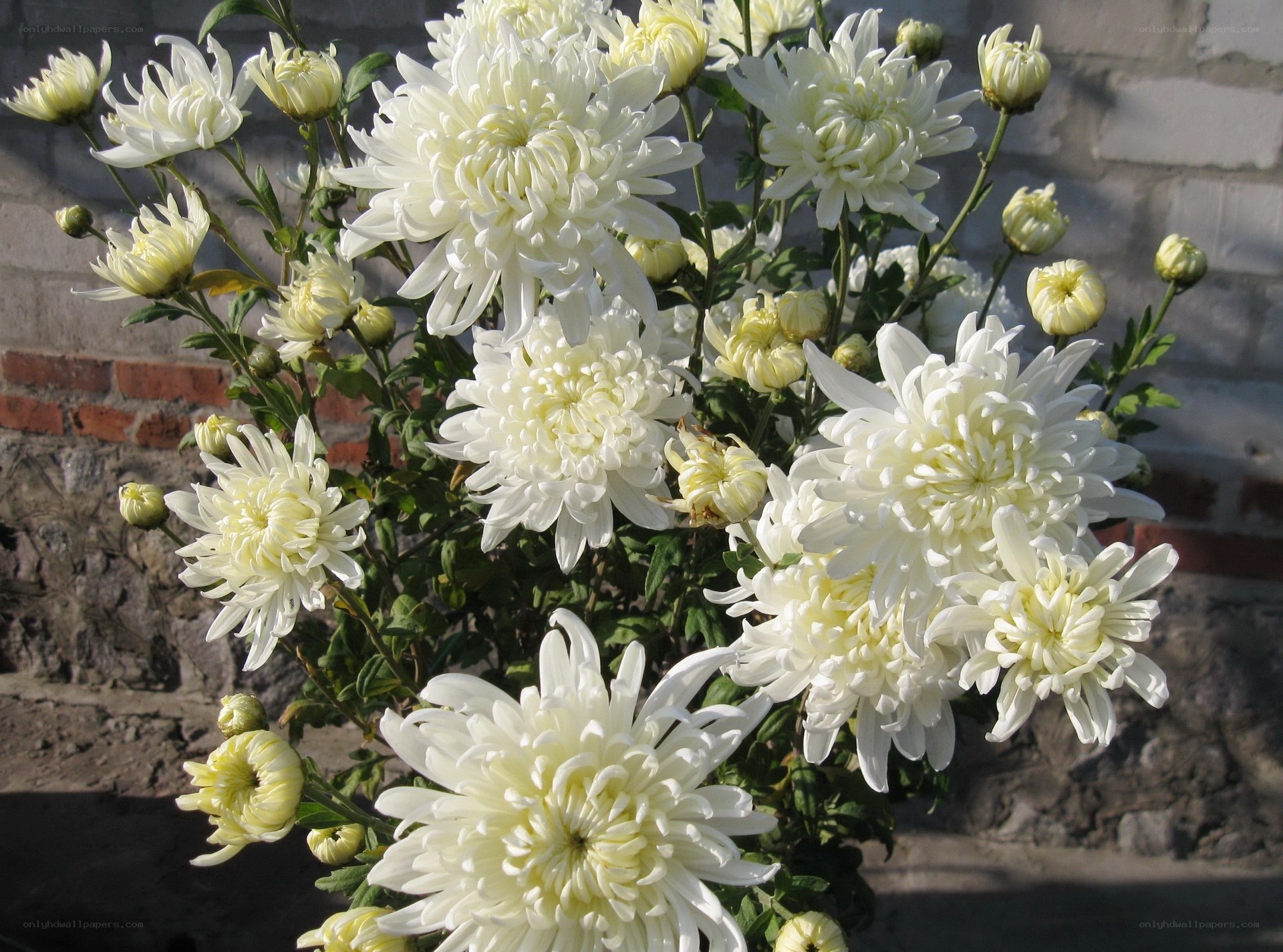 White chrysanthemums in bloom