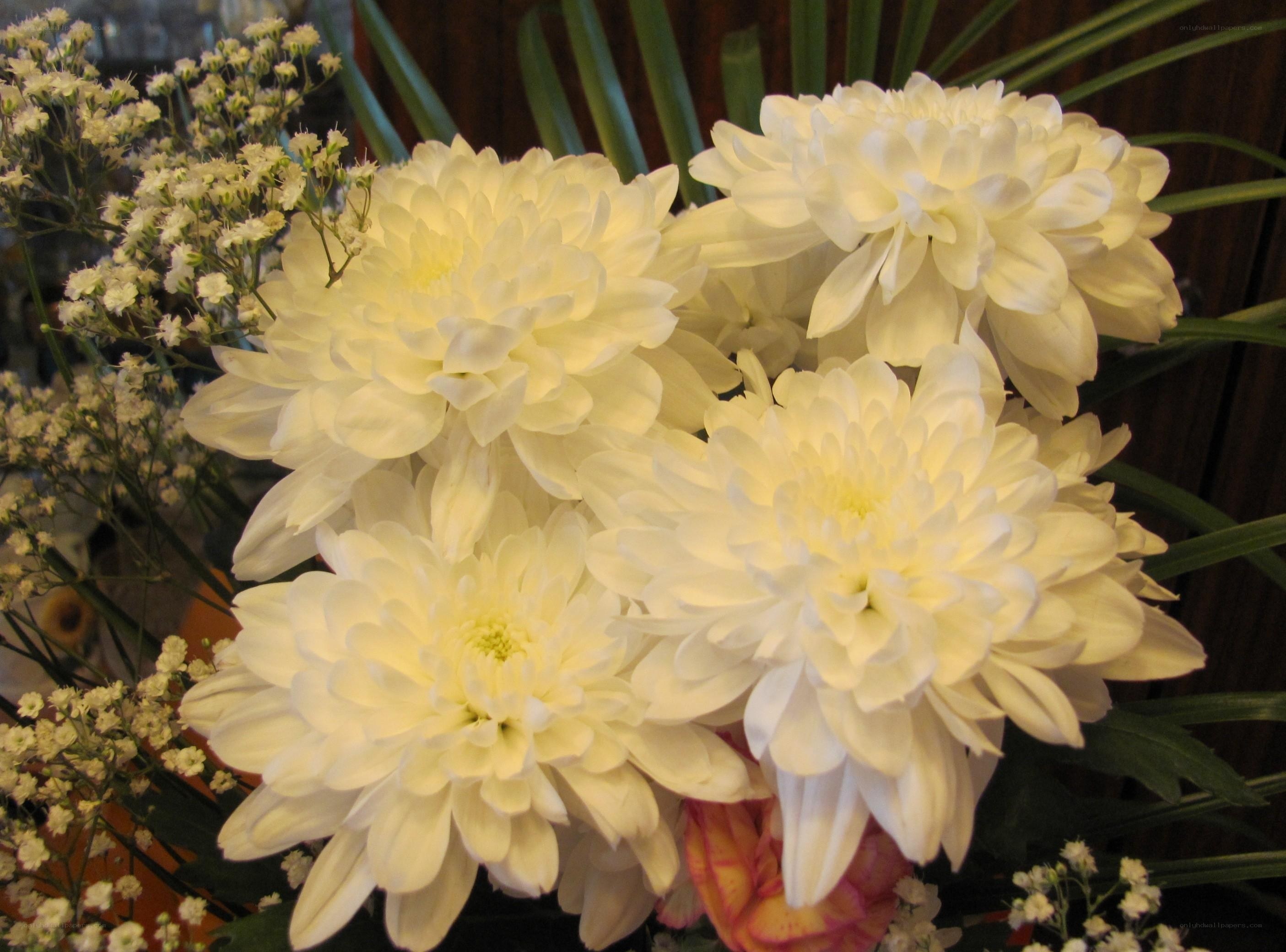White chrysanthemums in bouquet