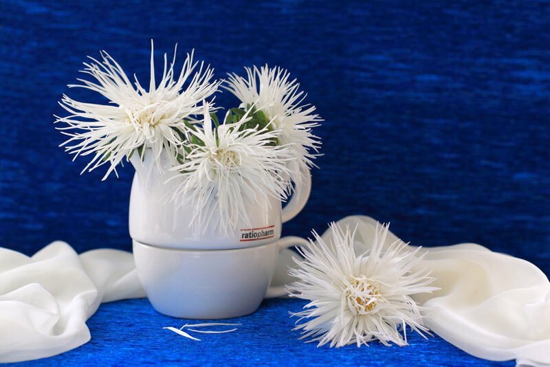 White Chrysanthemums in Cup