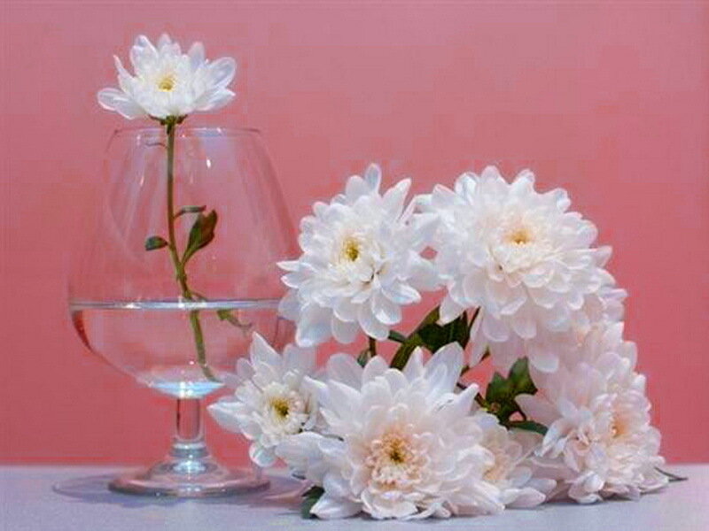 White Chrysanthemums in Glass