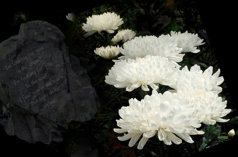 White Chrysanthemums