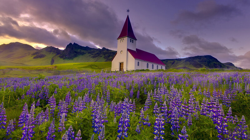 White Church in Flower Field — Purple