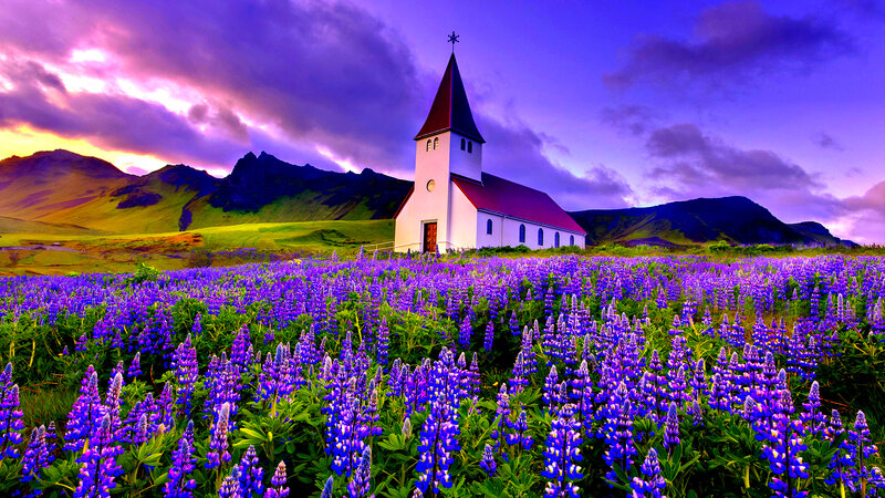 White Church in Flower Field