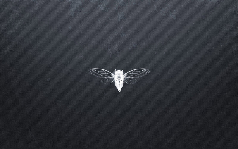 white cicada on dark background