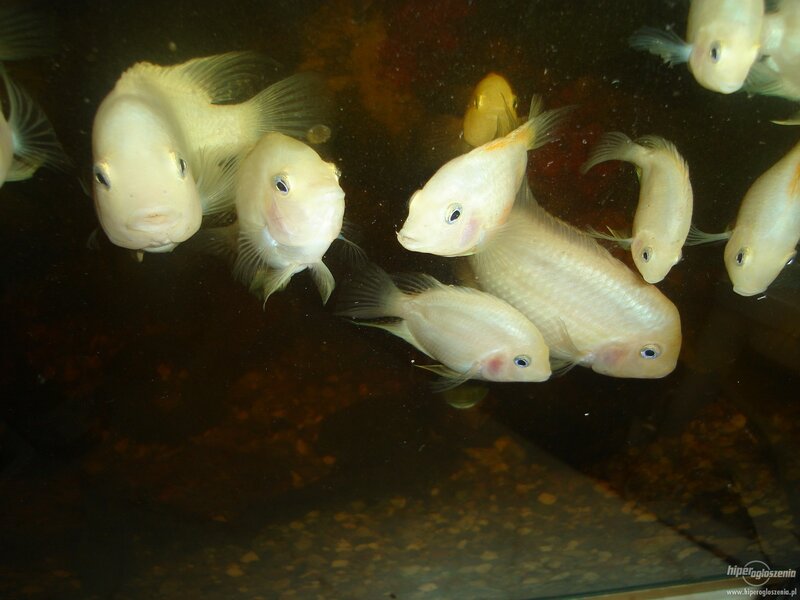 white cichlid fish in aquarium