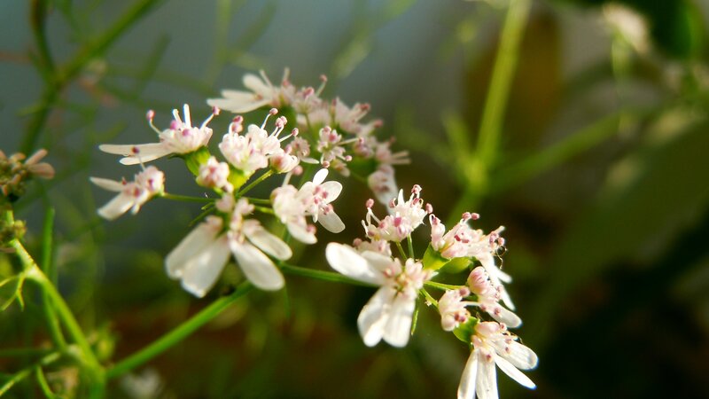 White Cilantro Flowers — Serene