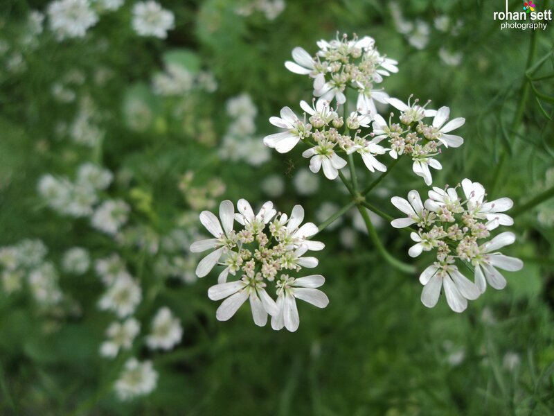 White Cilantro Flowers