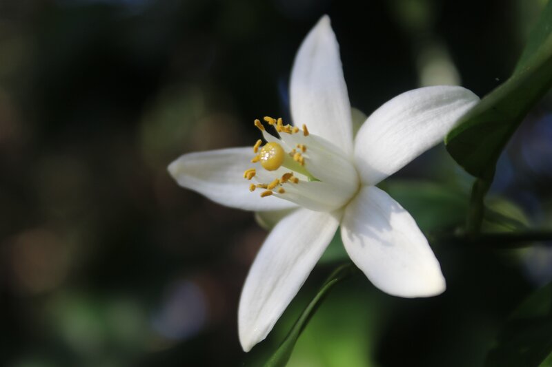 white citrus blossom