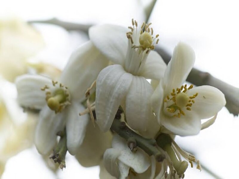 White Citrus Blossoms — Calm