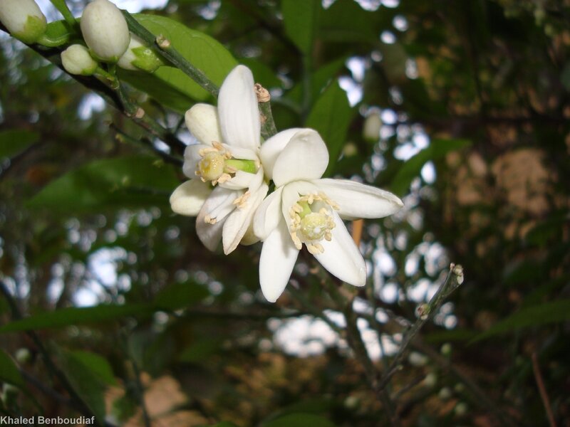 white citrus blossoms on a branch