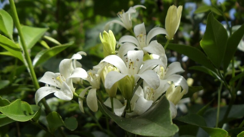 White Citrus Blossoms — Serene, Afternoon