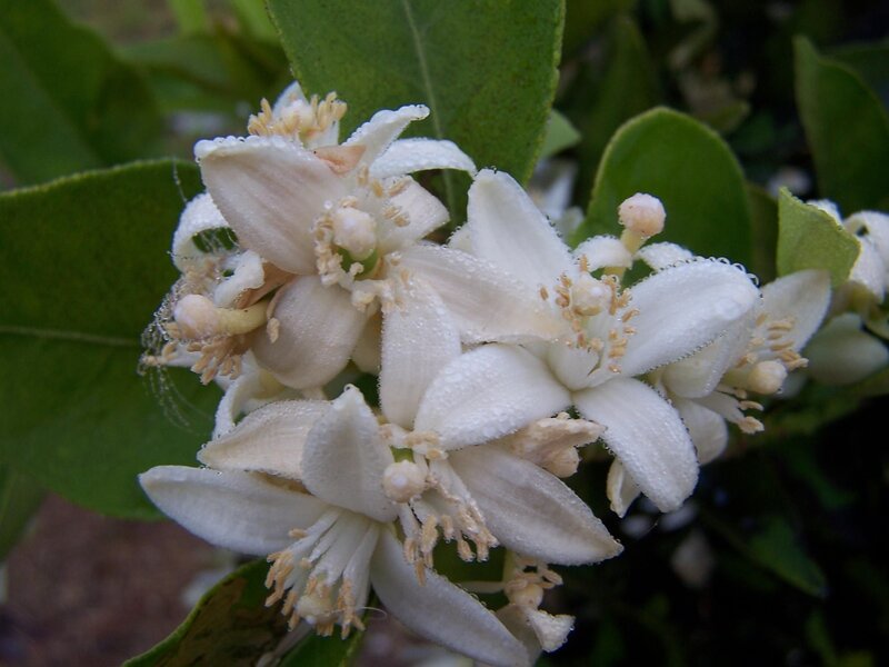 White Citrus Blossoms — Serene, Morning