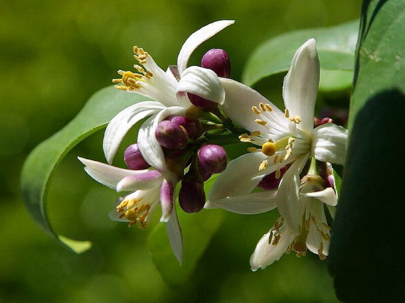 White Citrus Blossoms — Serene